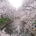 岩倉桜まつり2025のライトアップや屋台は？見頃やアクセスや駐車場は？