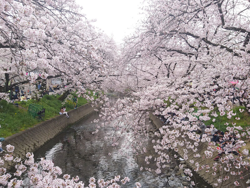 岩倉桜まつり2025のライトアップや屋台は?見頃やアクセスや駐車場は?