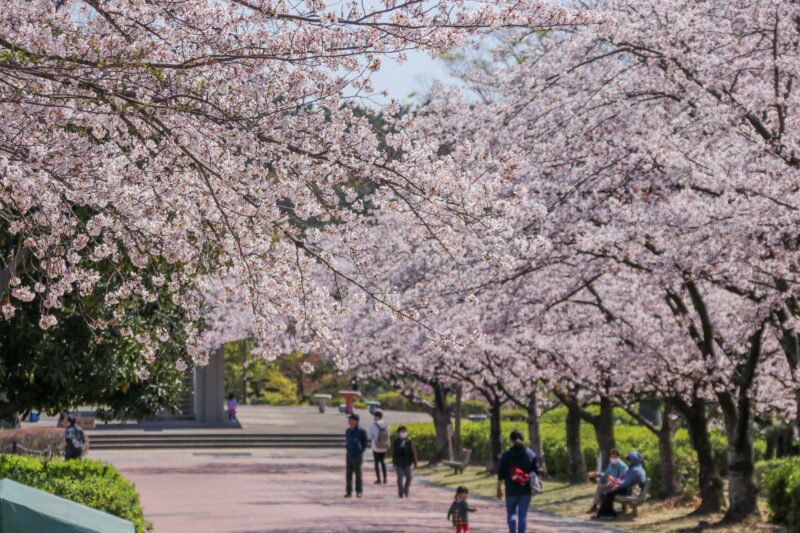 大池公園桜まつり2025開花状況や見頃は?ライトアップや屋台や駐車場は?
