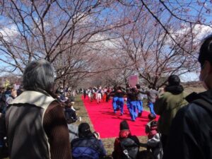 坂戸にっさい桜まつり2025の日程・時間や見頃は？屋台やアクセスや駐車場は？