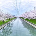 スプリングフェスタ鹿島川2025の屋台や桜見頃は？駐車場やアクセスは？