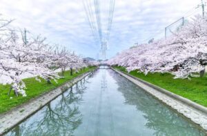 スプリングフェスタ鹿島川2025の屋台や桜見頃は？駐車場やアクセスは？