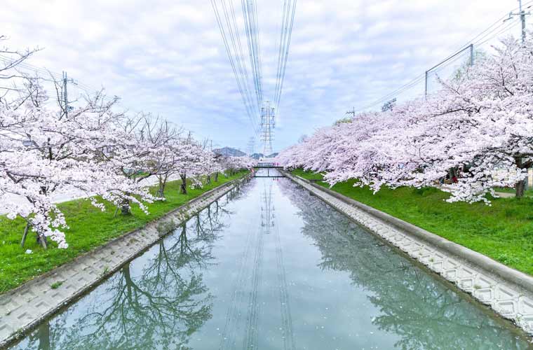 スプリングフェスタ鹿島川2025の屋台や桜見頃は?駐車場やアクセスは?