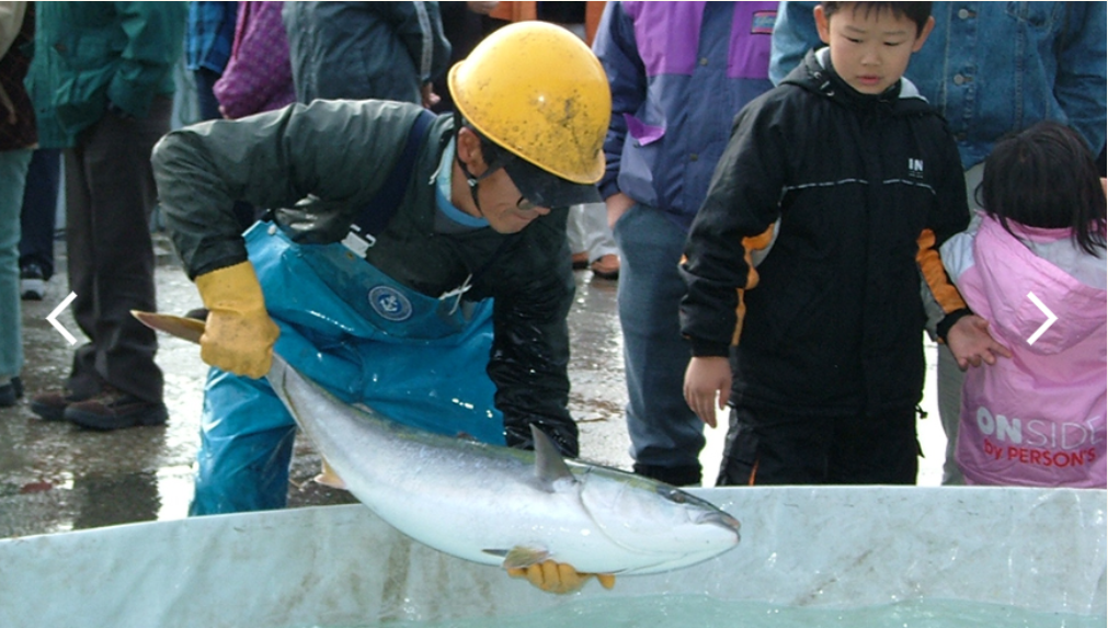 佐渡海府寒ブリ大漁まつり