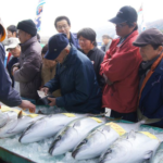 佐渡海府寒ブリ大漁まつり2025の日程・スケジュールや屋台は？内容やアクセスや駐車場は？