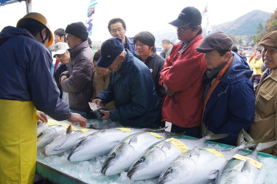 佐渡海府寒ブリ大漁まつり2025の日程・スケジュールや屋台は?内容やアクセスや駐車場は?