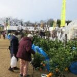 JA植木まつり2026の日程・時間や出品内容は？駐車場やアクセスは？