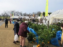 JA植木まつり2026の日程・時間や出品内容は?駐車場やアクセスは?